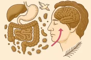 An image of a gut next to a man's profile with brain showing.